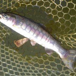 大安トラウトレイク釣果